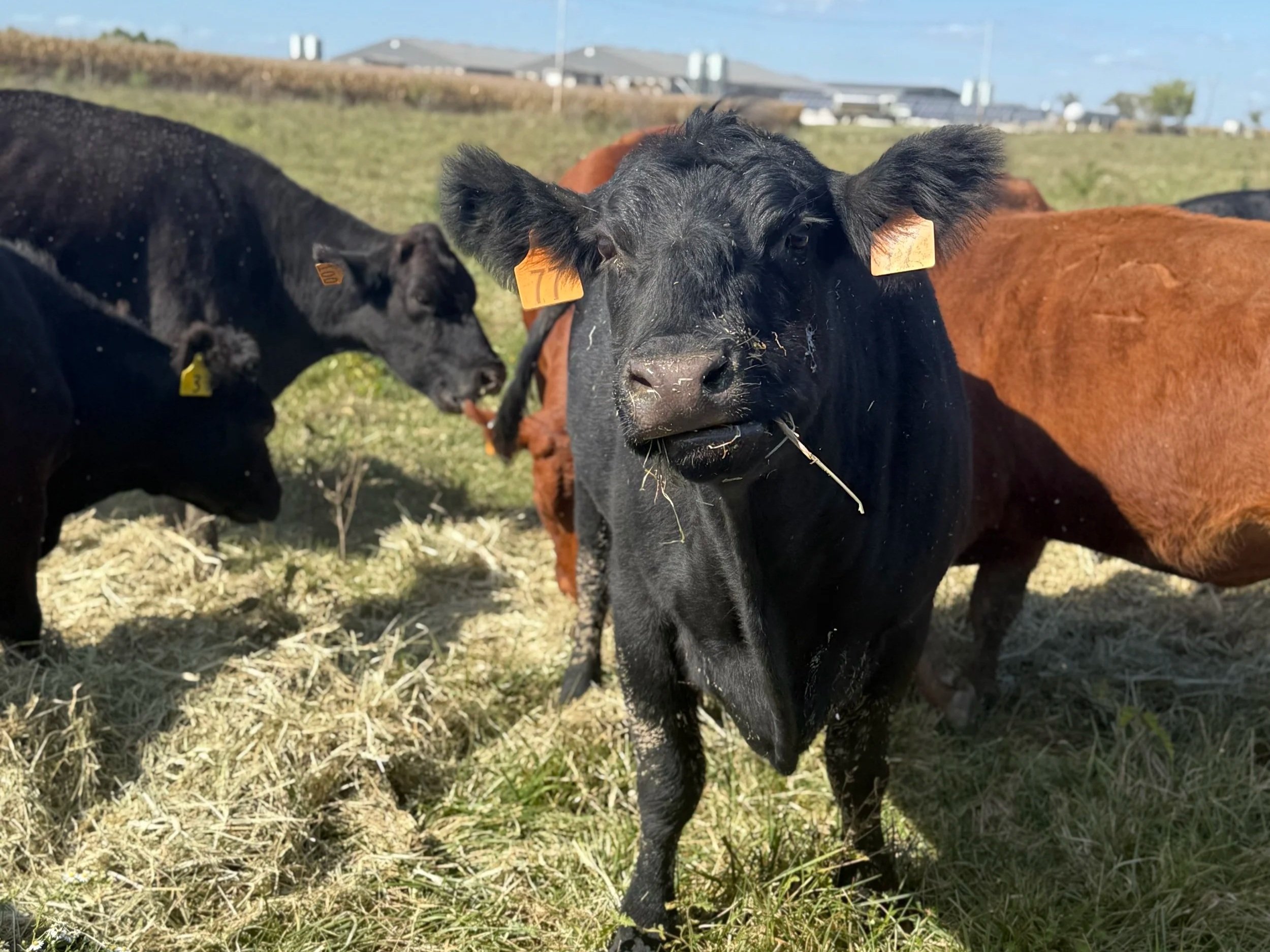 A close-up of a black cow with ear tags, standing in a grassy field surrounded by other cattle, with a farm in the background under a clear blue sky. The cow appears to be grazing on hay.